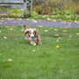 Résoudre La Fugue De Votre Chien: Solutions Efficaces