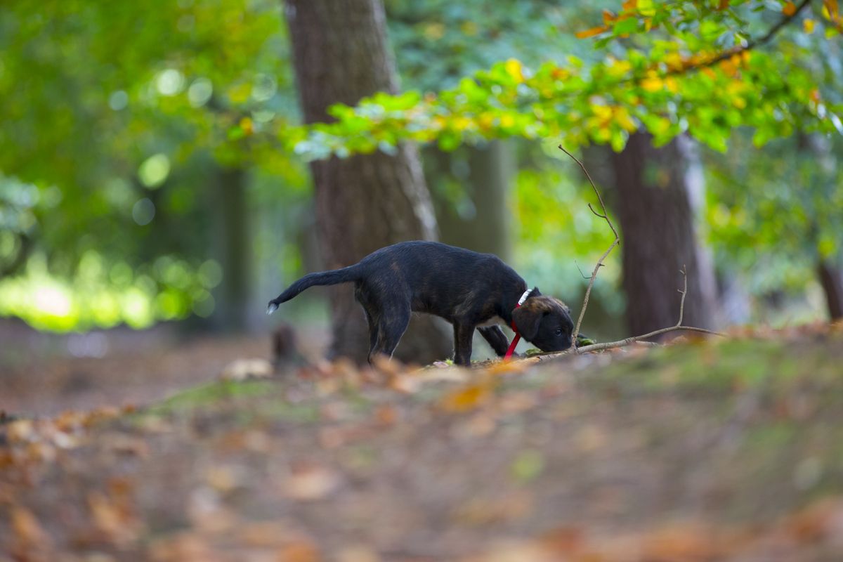Combien de temps peut durer une fugue chez le chien ?