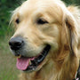 dog with anti-escape collar
