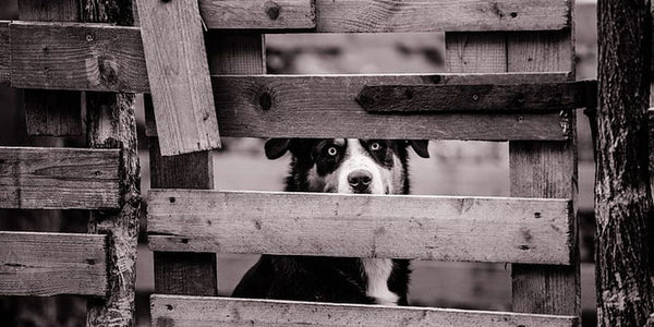 Comment éviter la fugue de votre chien ?