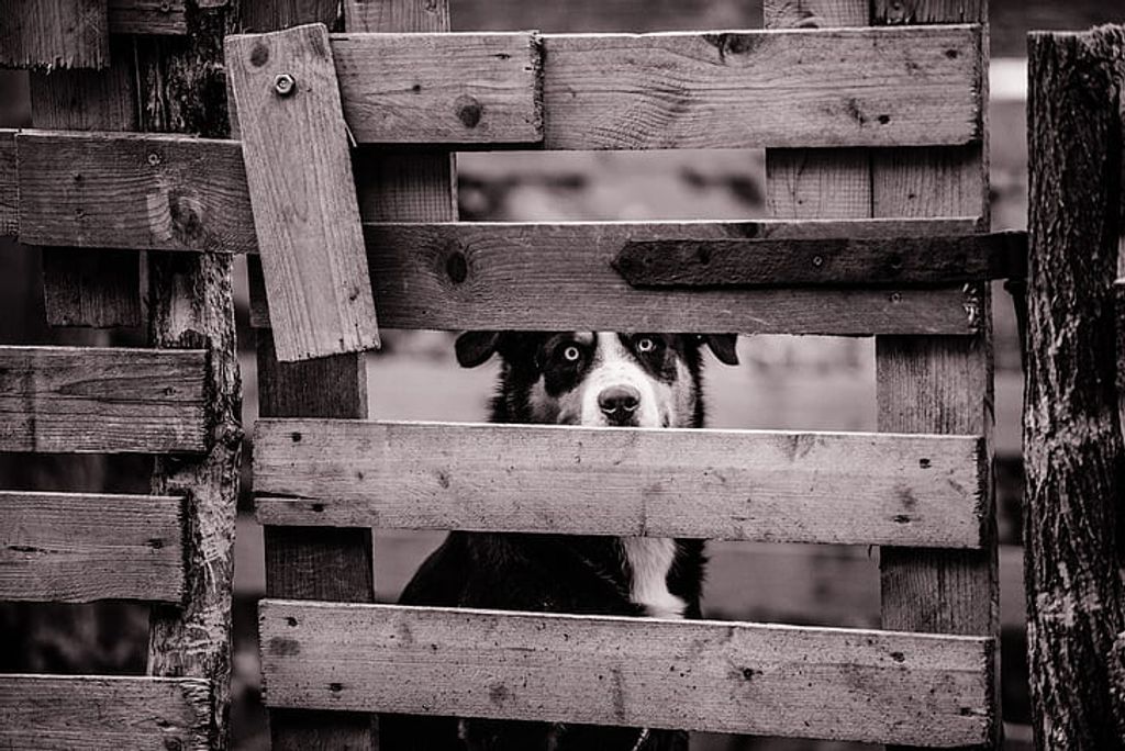 Comment éviter la fugue de votre chien ?