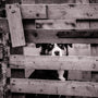 Comment éviter la fugue de votre chien ?