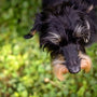 small dog escape prevention solutions