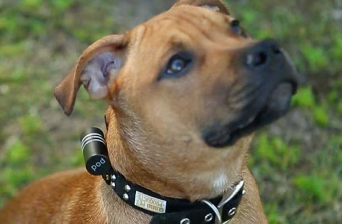Comment empêcher votre chien de fuguer : Solutions pratiques