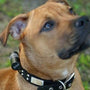 Comment empêcher votre chien de fuguer : Solutions pratiques
