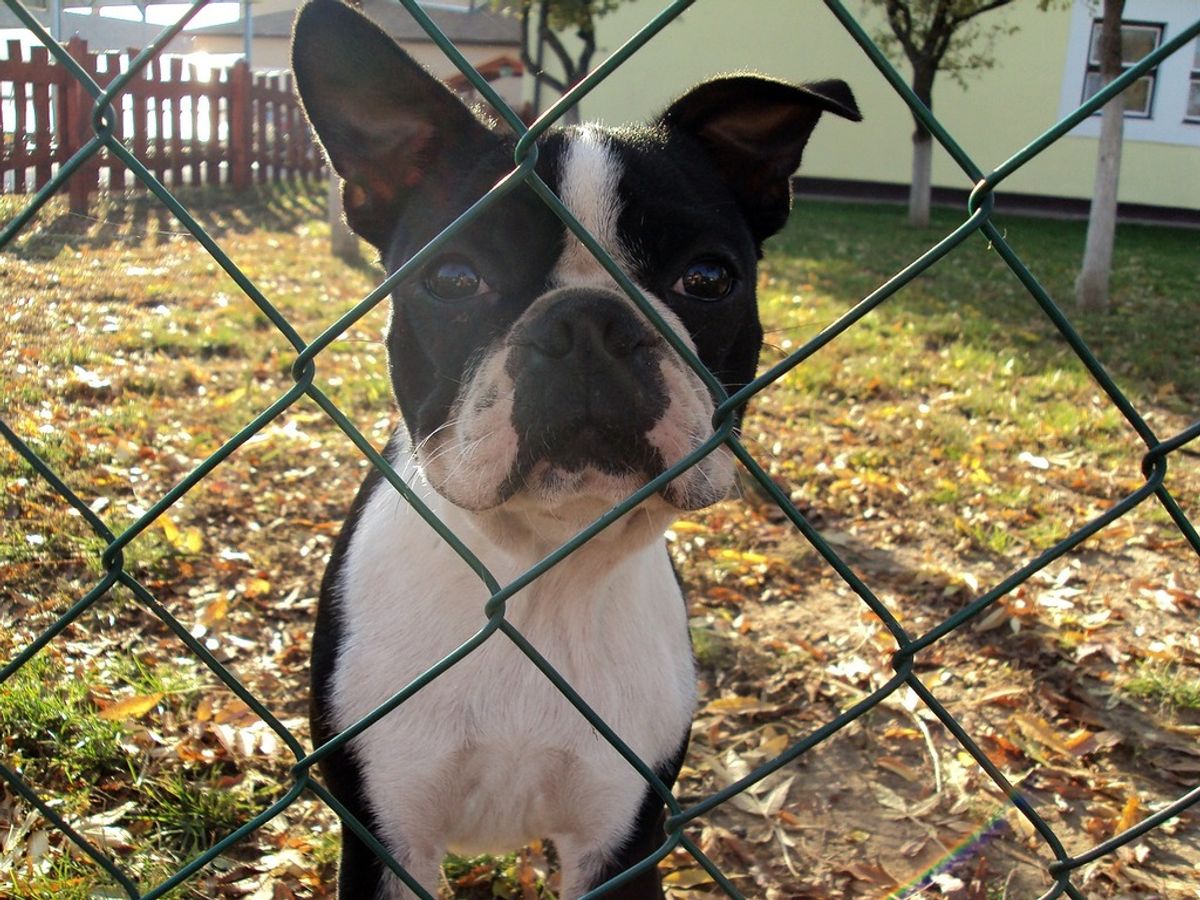 10 Astuces Efficaces Pour Empêcher Votre Petit Chien de Fuguer