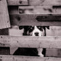 dog with PetSafe anti-fugue fence in a garden