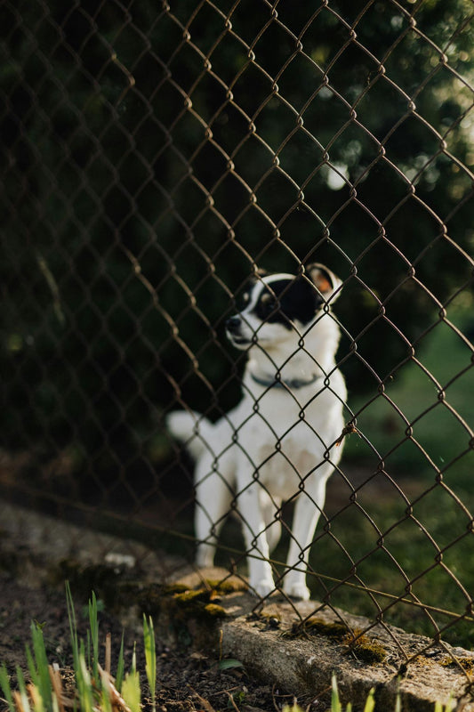 5 conseils pour empêcher votre chien mâle de fuguer