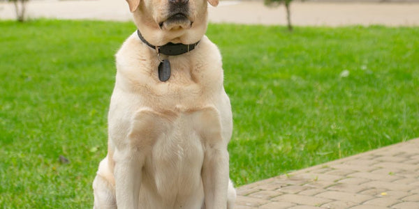 Astuce pour empêcher votre chien de fuguer