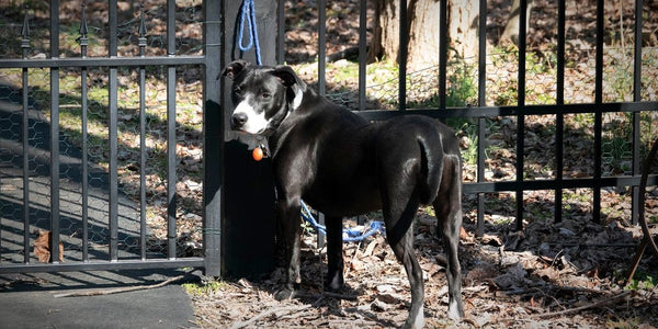 "Pourquoi mon chien fugue-t-il dès que je pars ? Solutions et conseils"