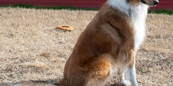 Comment empêcher votre chien de fuguer en passant sous le grillage