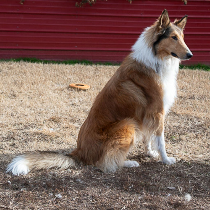 Comment empêcher votre chien de fuguer en passant sous le grillage