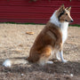 Comment empêcher votre chien de fuguer en passant sous le grillage