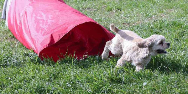 Chien fugueur : Astuces pour éviter les fugues depuis la maison