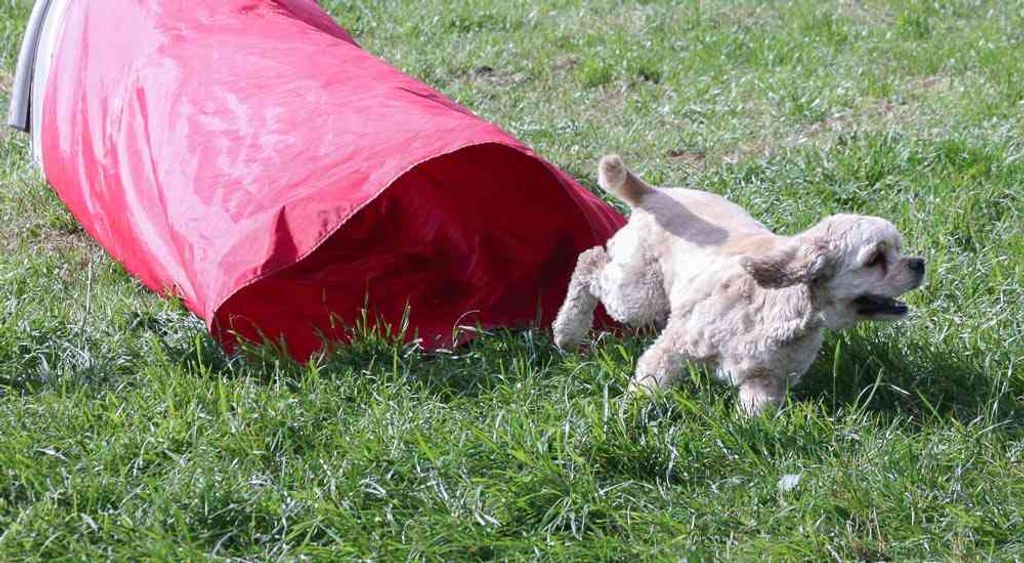 Chien fugueur : Astuces pour éviter les fugues depuis la maison