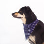 Les Meilleurs Colliers Anti-fugue pour Chiens chez Maxi Zoo: Notre Guide d'Achat