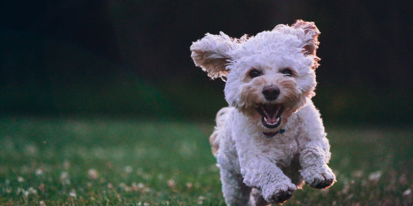 Conseils pour une cohabitation harmonieuse et sécurisée avec votre chien
