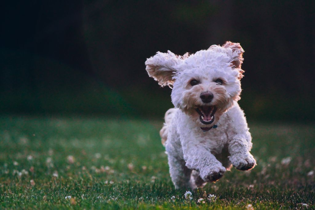 Conseils pour une cohabitation harmonieuse et sécurisée avec votre chien