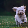 Conseils pour une cohabitation harmonieuse et sécurisée avec votre chien