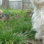 dog escaping backyard