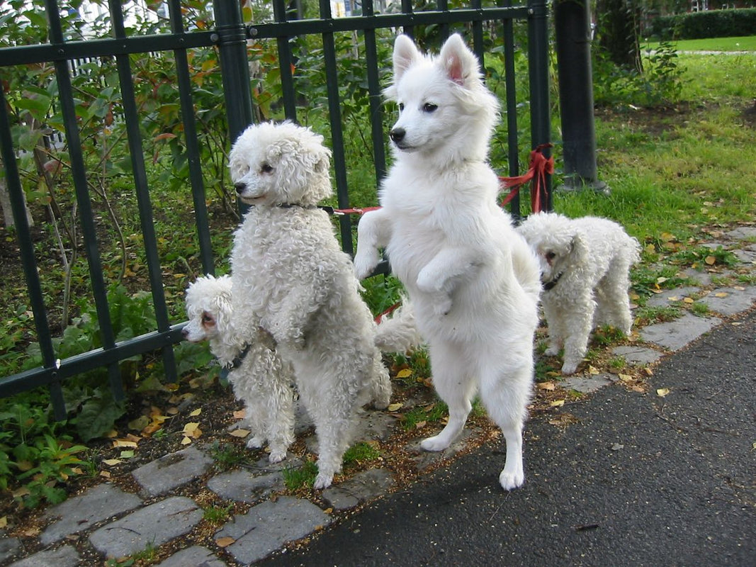 Chien s'échappe pendant une promenade
