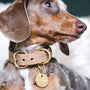dog with anti-escape collar