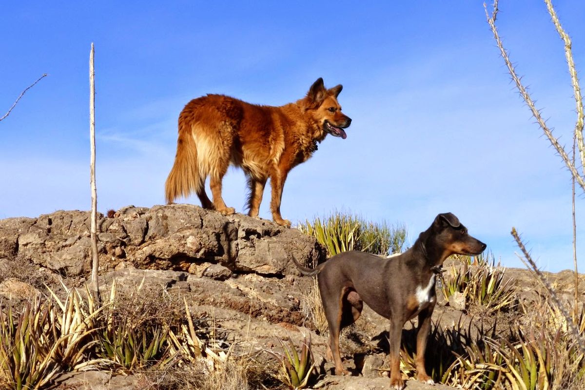 Mon chien fugue, que faire ?