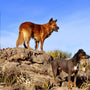Mon chien fugue, que faire ?