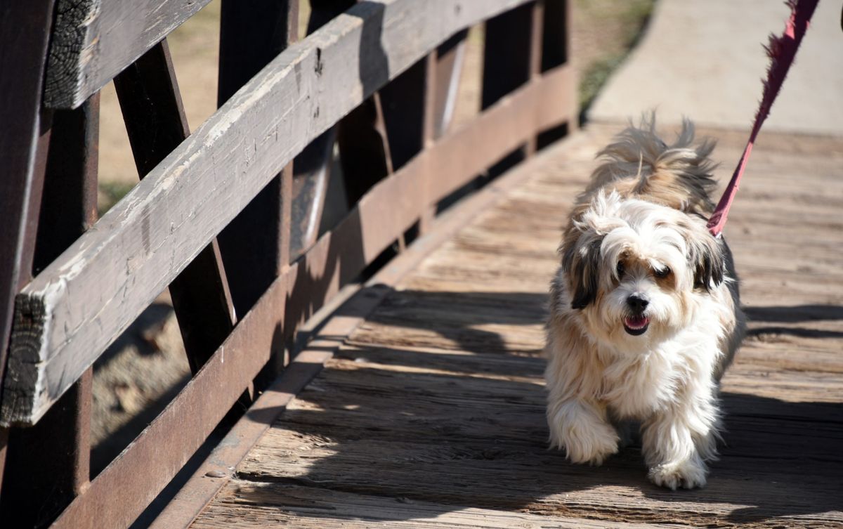 Comment empêcher mon chien de fuguer tout le temps