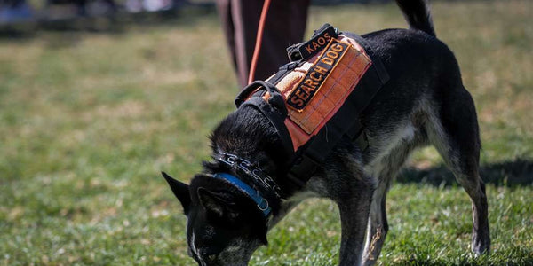 Guide pratique pour utiliser le collier anti-fugue pour chien