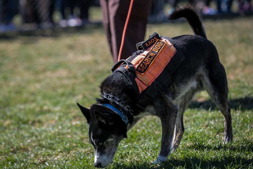 Guide pratique pour utiliser le collier anti-fugue pour chien