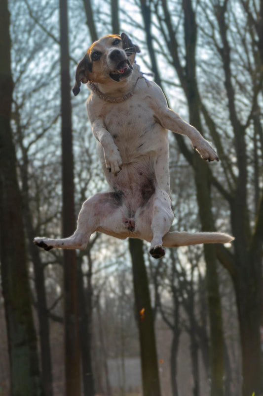 Pourquoi mon chien fugue-t-il ? Les principaux facteurs de fugue chez le chien