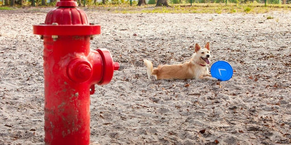 Les meilleures clôtures anti-fugue pour chiens sur de grands terrains
