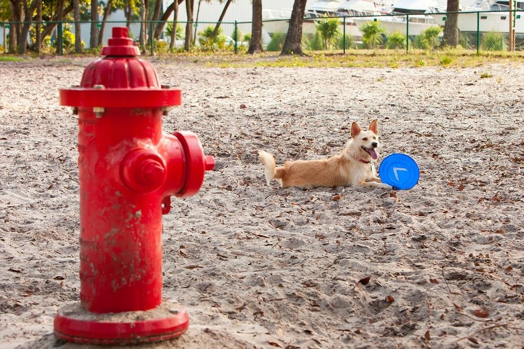 Les meilleures clôtures anti-fugue pour chiens sur de grands terrains
