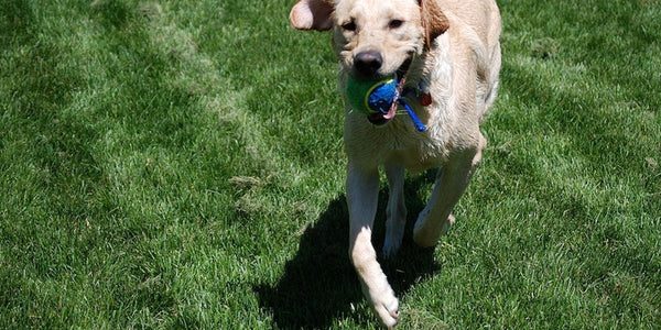 5 Avantages du Collier Anti Fugue pour Chien Innotek