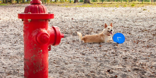Petsafe Anti Fugue pour Grand Chien : Gardez Votre Compagnon en Sécurité