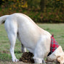 Comment choisir le meilleur collier anti-fugue pour votre chien et sécuriser votre portail