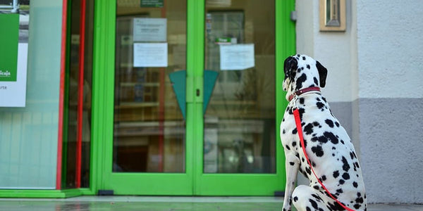 Maîtriser le rappel : Comment prévenir une fugue pour les chiens