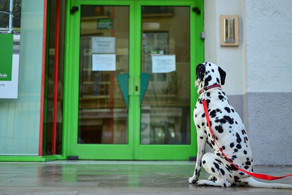 Maîtriser le rappel : Comment prévenir une fugue pour les chiens