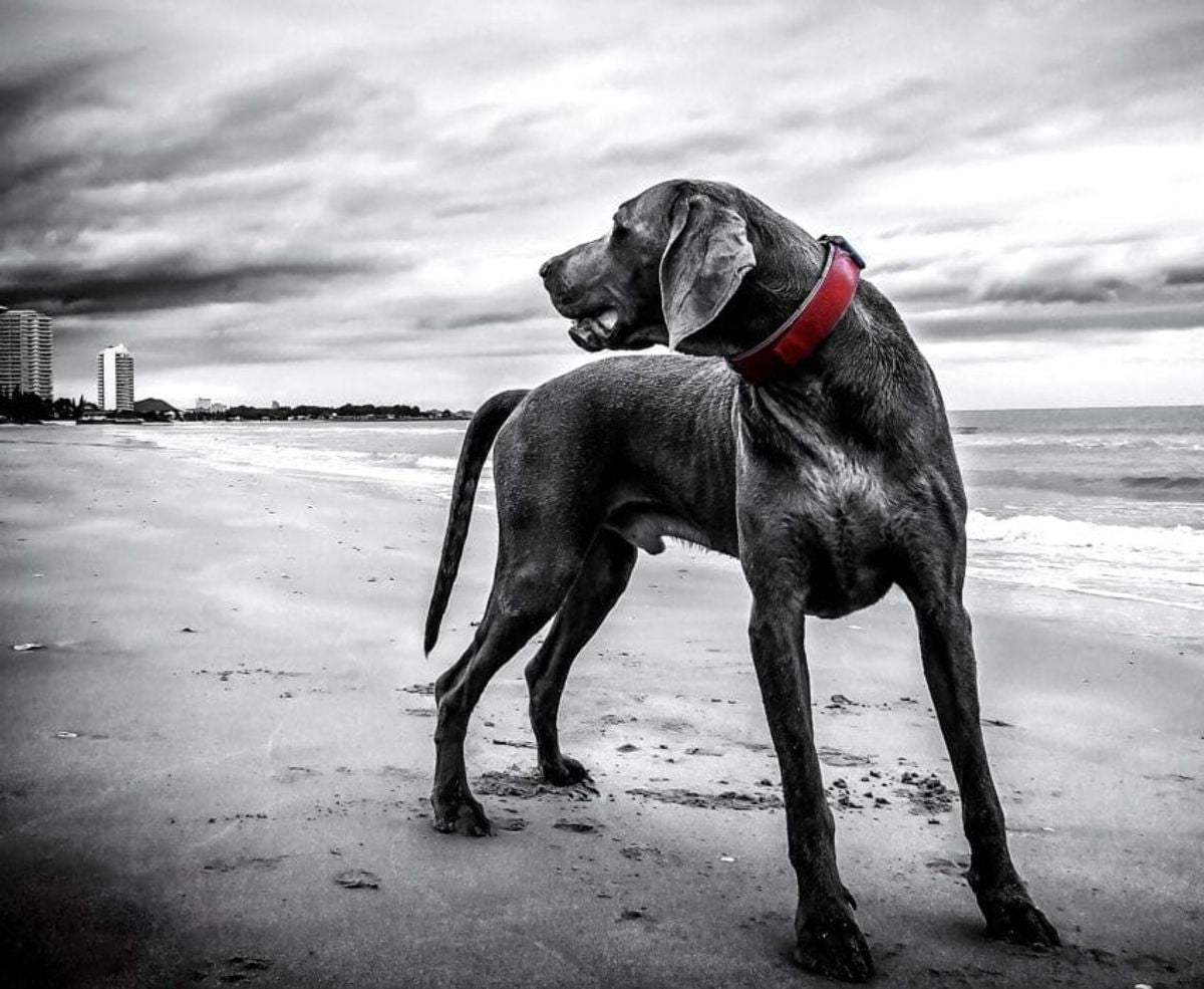 Comment choisir le meilleur collier anti-fugue sans fil pour votre chien chez Gamm vert?