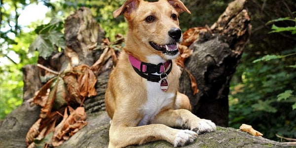 Comment prévenir les fugues des chiens avec le système anti-fugue Petsafe