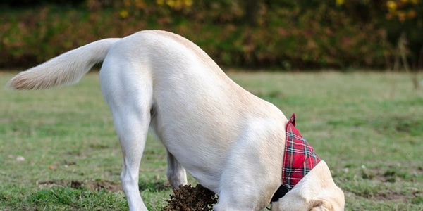 Clôture anti-fugue pour chiens - modèle Dogtra