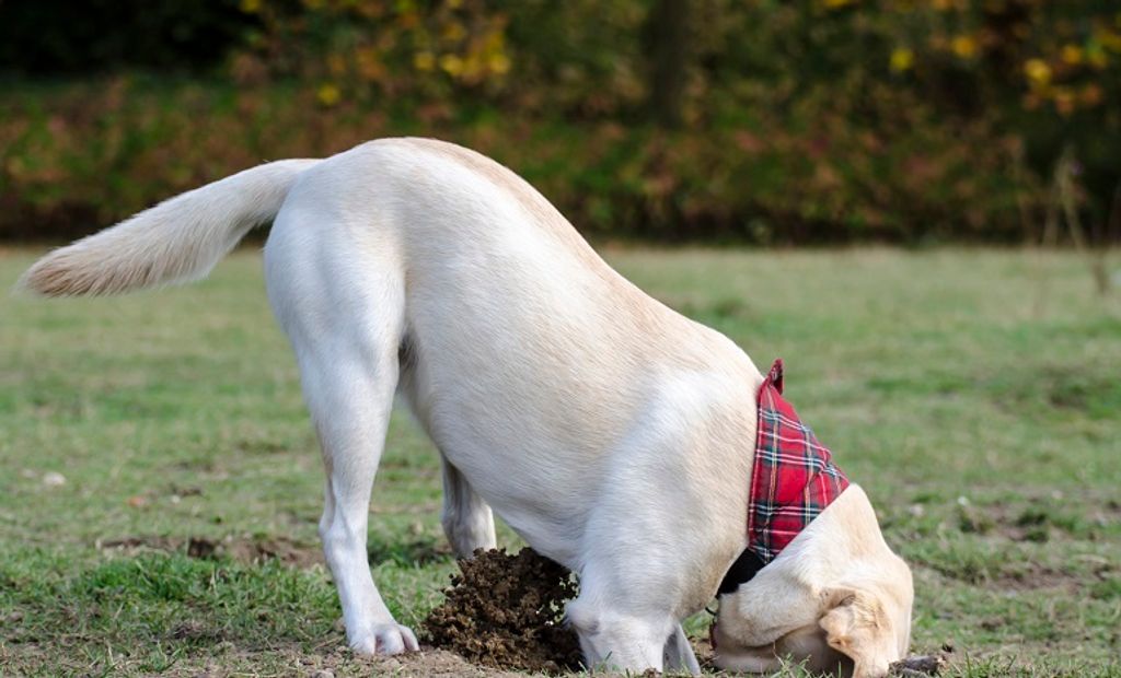 Clôture anti-fugue pour chiens - modèle Dogtra