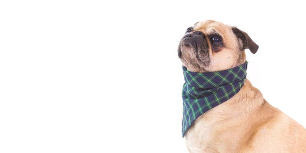 Comment choisir le meilleur collier anti fugue pour votre chien chez Lacme