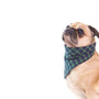Comment choisir le meilleur collier anti fugue pour votre chien chez Lacme