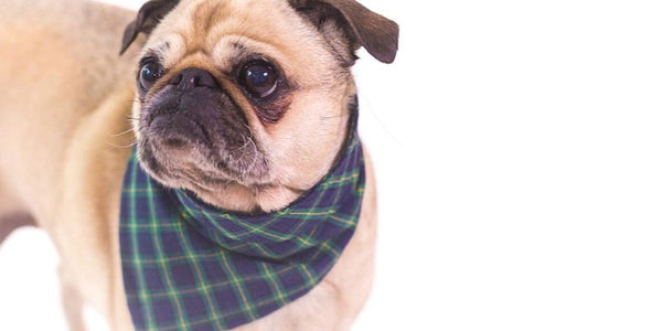 Comment choisir le meilleur collier anti-fugue pour votre chien chez Gamm vert?