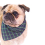 Comment choisir le meilleur collier anti-fugue pour votre chien chez Gamm vert?