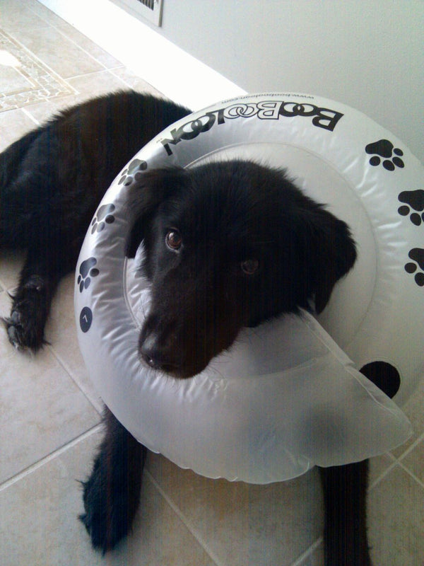 "Collier Anti-Fugue pour Chien : Trouvez votre Solution à l'Espace Emeraude"