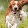 dog running away