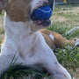 dog escaping backyard